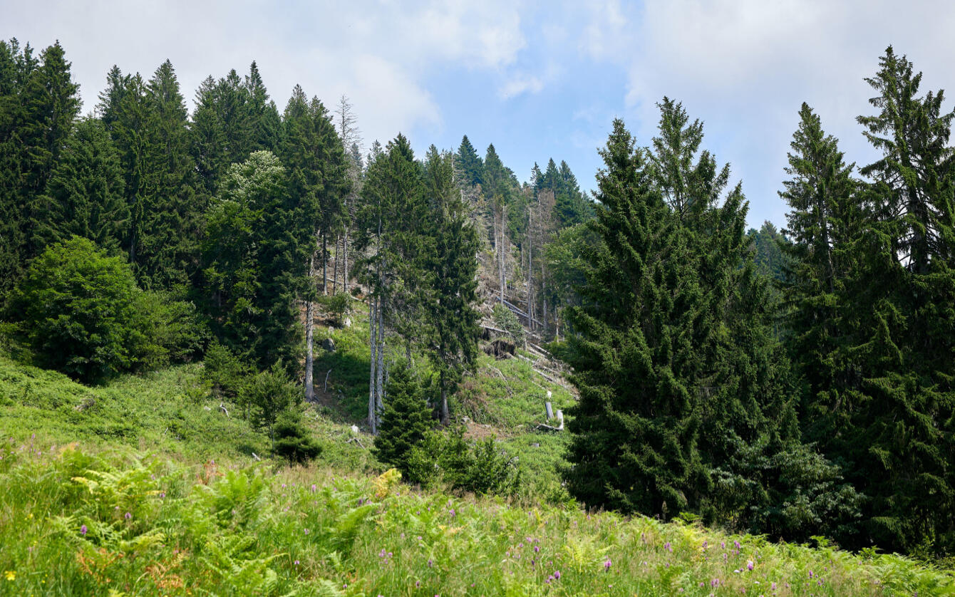 NUOVI ALBERI PER IL FUTURO