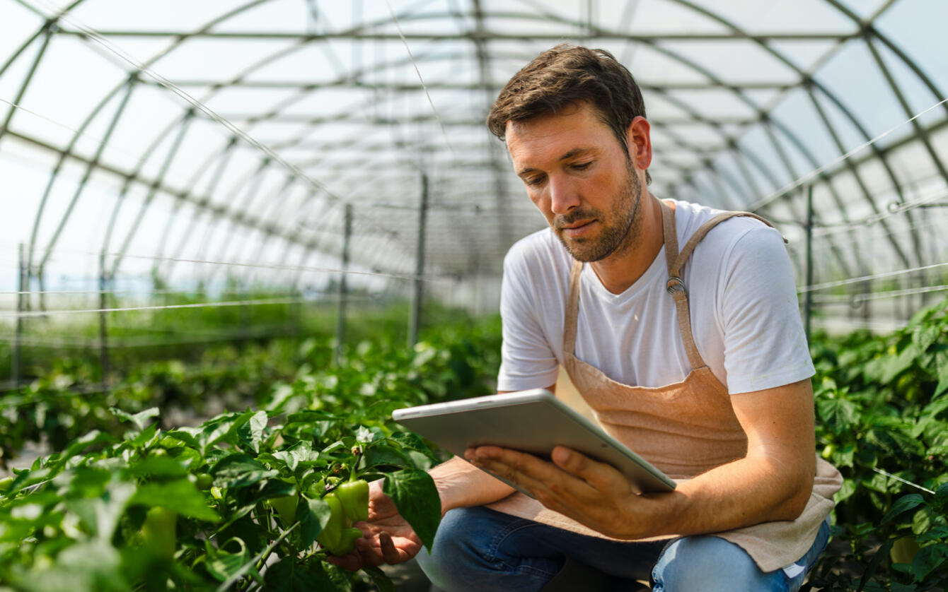 ATTIVITÀ DI MONITORAGGIO FITOSANITARIO DELLE PRODUZIONI ORTOFRUTTICOLE